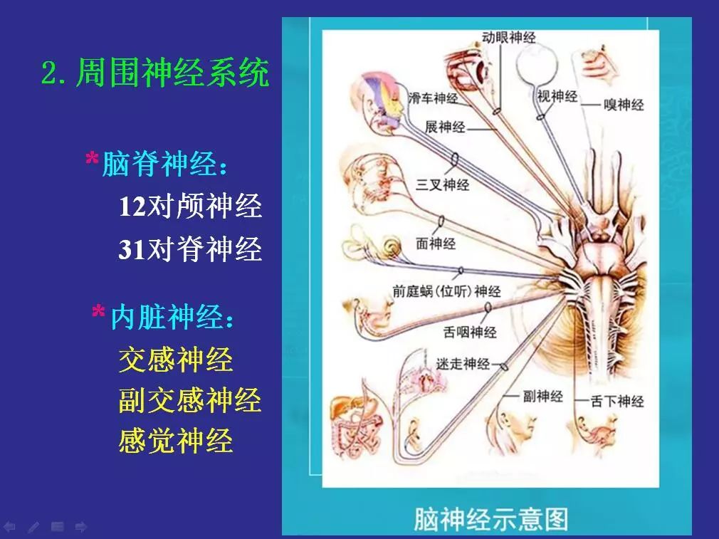 脑科学儿童智力,脑科学告诉你孩子高效学习的奥秘