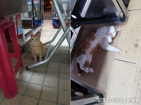 浪喵饲料整桶不见　2狗偷吃+外带