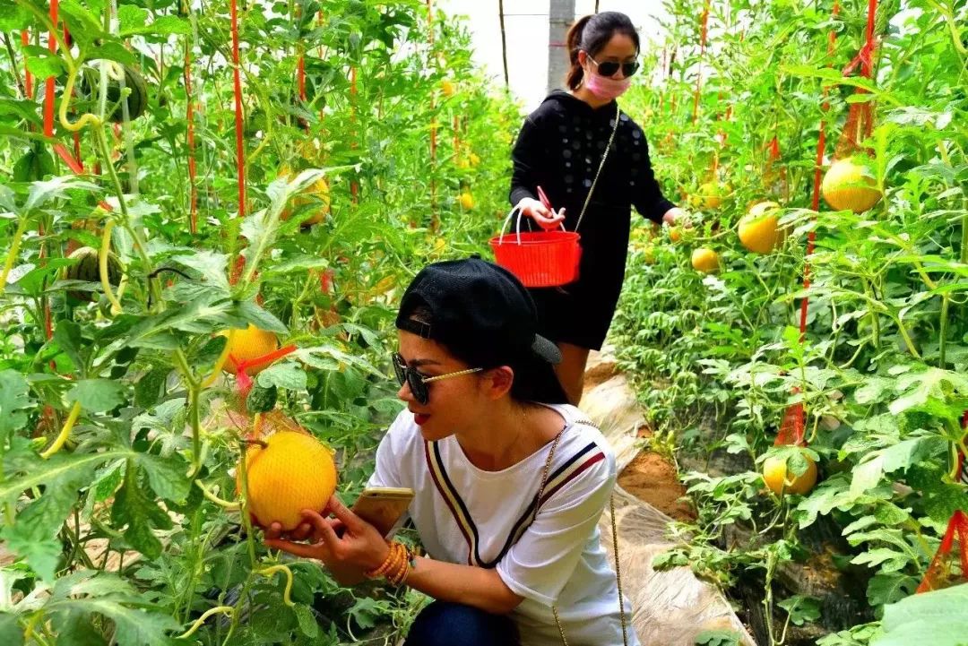 洛阳樱桃桑葚采摘最佳地点,洛阳樱桃桑葚采摘园