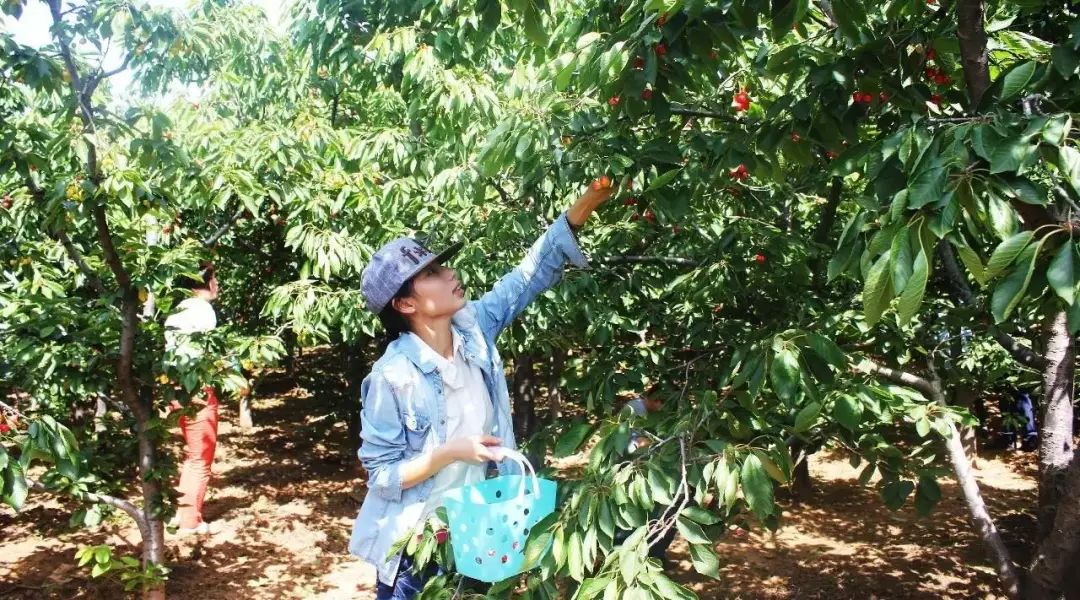 洛阳樱桃桑葚采摘最佳地点,洛阳樱桃桑葚采摘园