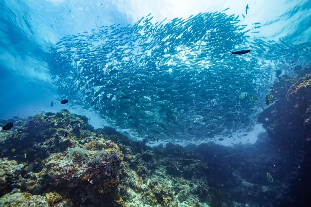 刚刚登上热搜的海上天堂，用马代1/5的钱就能玩到嗨，端午往返机票才1k+！
