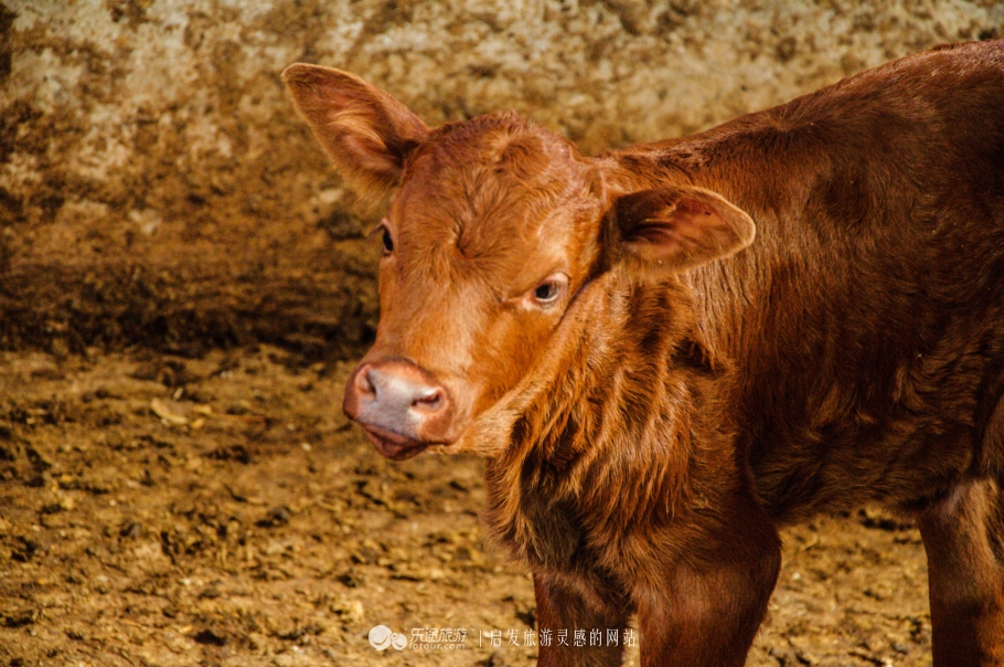 平凉红牛媲美日本和牛,媲美日本和牛的中国牛
