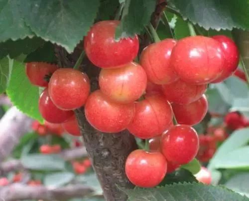 十堰女子骑在树上摘樱桃，结果子宫被切除！还从腹腔取出了...