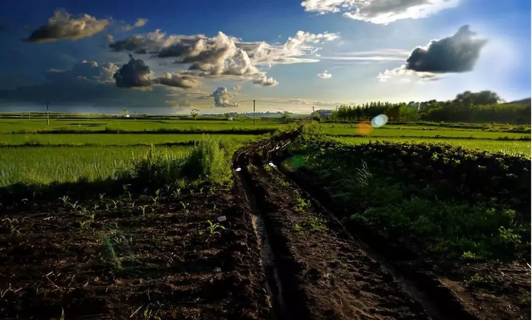 拿什么拯救我的你,拿什么拯救我的植物