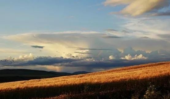 拿什么拯救我的你,拿什么拯救我的植物