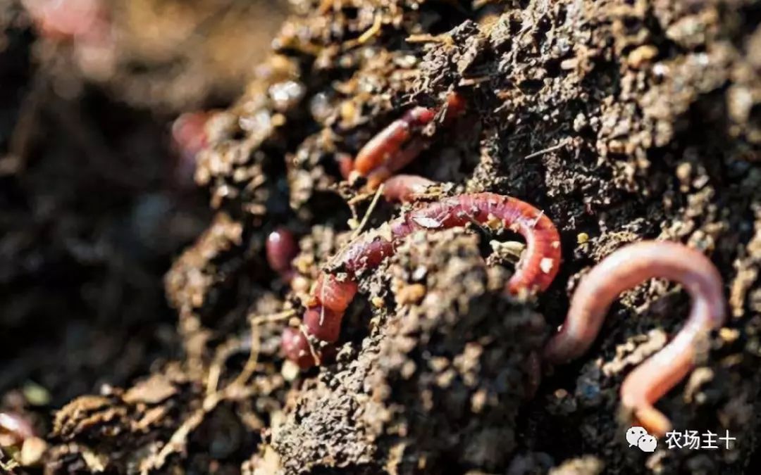 拿什么拯救你的自己,拿什么拯救你歌曲