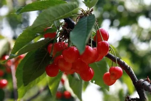 西安樱桃采摘全攻略,西安樱桃采摘时间表