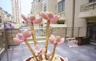 多肉老桩怎么才能更好看,紫珍珠多肉老桩可以用全颗粒土吗