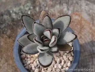 多肉老桩怎么才能更好看,紫珍珠多肉老桩可以用全颗粒土吗