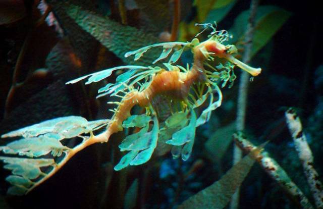 海马入缸几天喂食,海马怎么培植