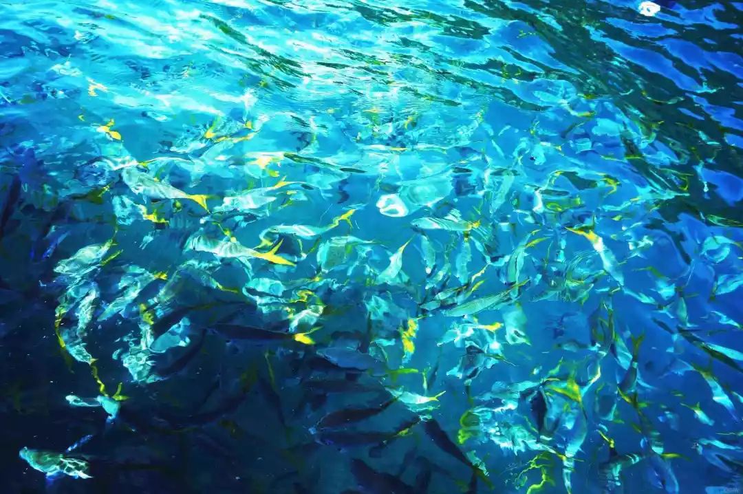 中国旅游护照免签一览表,中国旅游护照