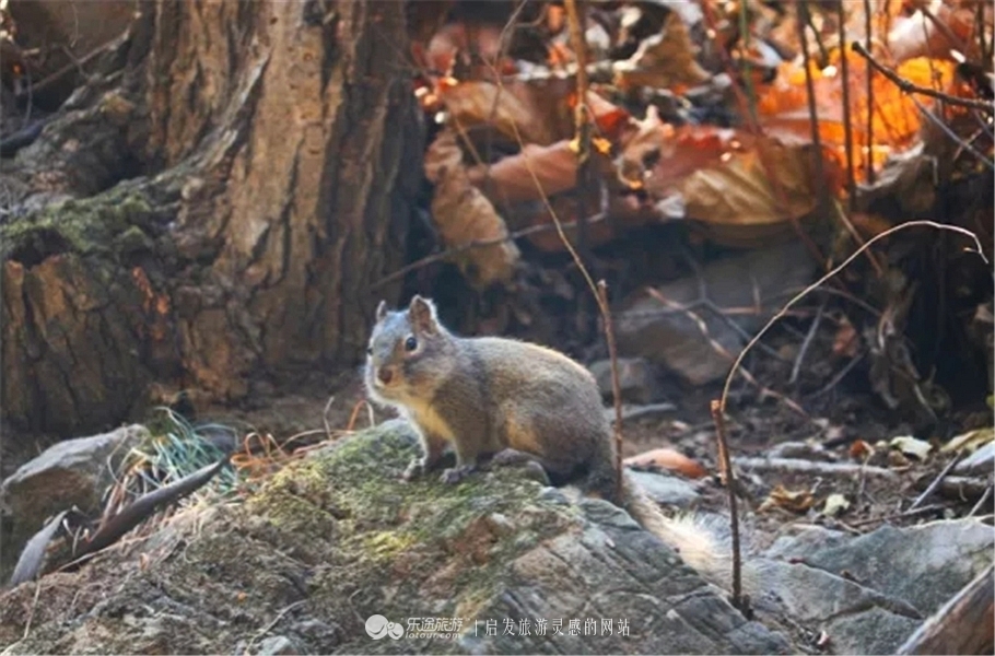 上方山国家森林公园是几级,上方山国家森林公园在哪