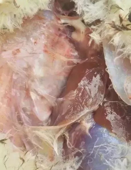 鹅腿软瘫痪怎么补救,鹅腿瘸了用什么药治疗