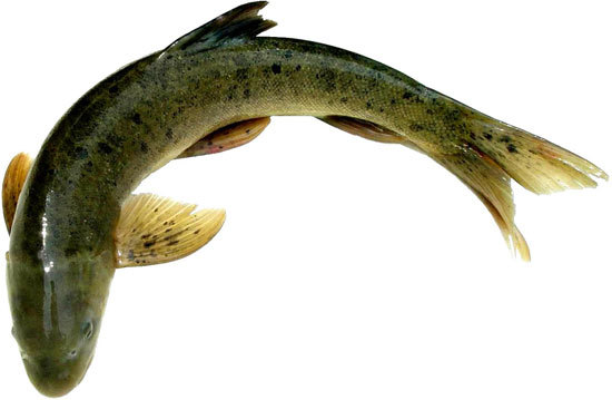 天府美食宋宴,天府文化美食简介