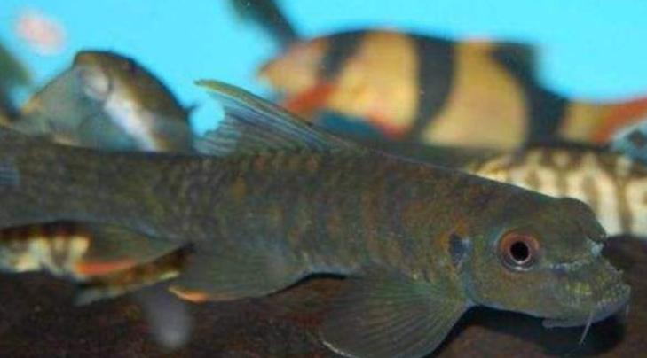 天府美食宋宴,天府文化美食简介