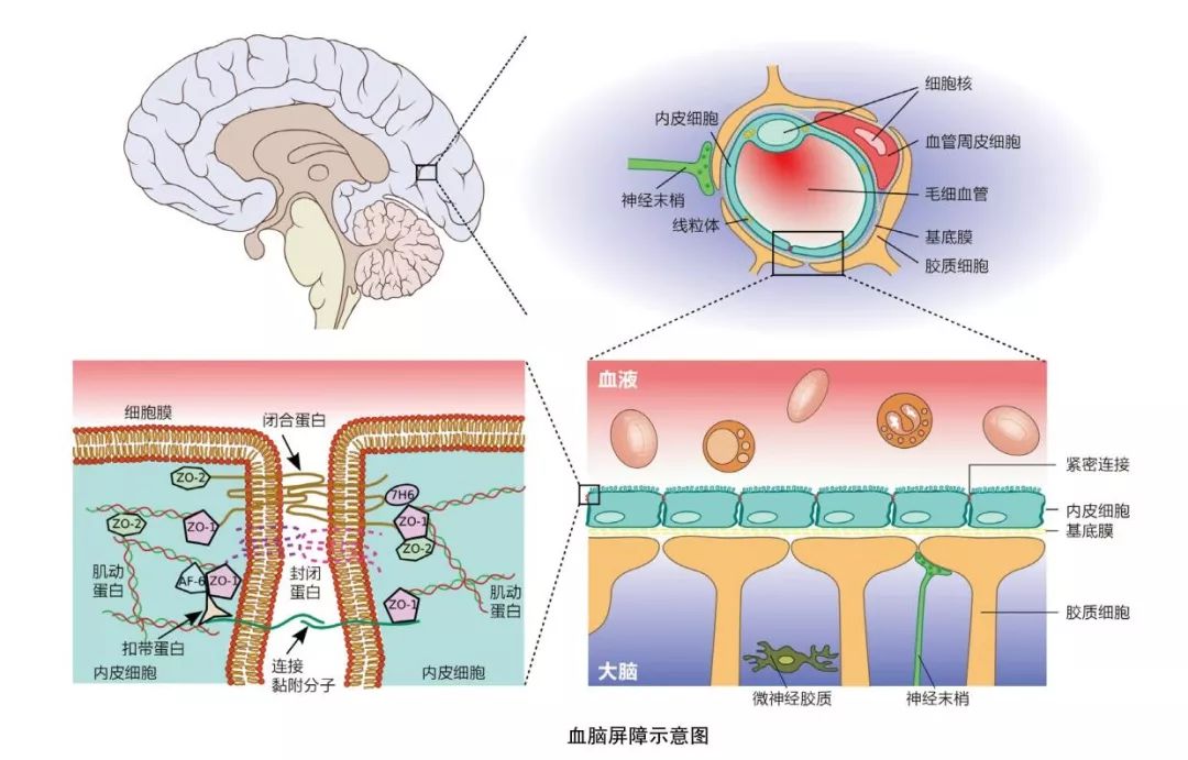 人生病为什么情绪差,人生病后为什么会感到虚弱