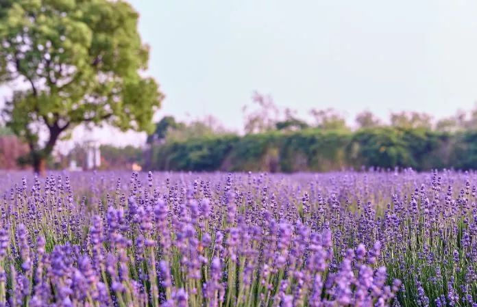 薰衣草花海活动,崇明岛薰衣草节门票价格