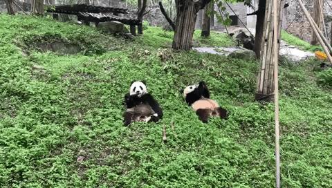 澳大利亚参观成都熊猫玩偶,澳大利亚访华谈熊猫