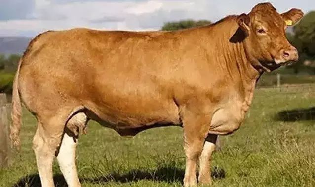 牛品种最好是哪个品种,适合生产雪花牛肉的中国牛品种