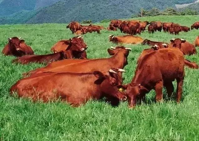牛品种最好是哪个品种,适合生产雪花牛肉的中国牛品种