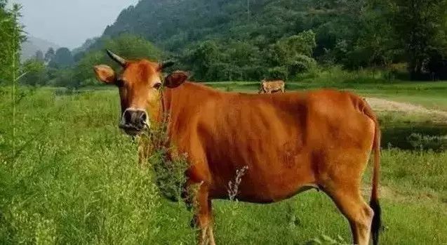 牛品种最好是哪个品种,适合生产雪花牛肉的中国牛品种