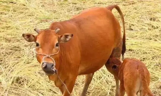 牛品种最好是哪个品种,适合生产雪花牛肉的中国牛品种