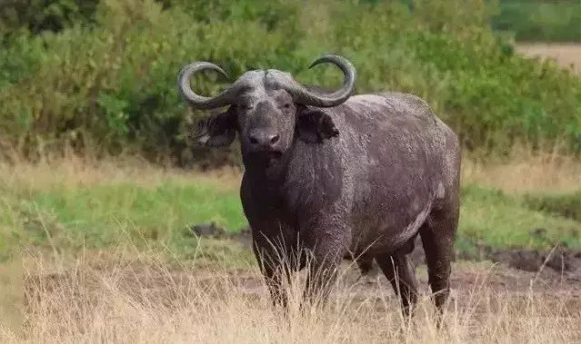 牛品种最好是哪个品种,适合生产雪花牛肉的中国牛品种