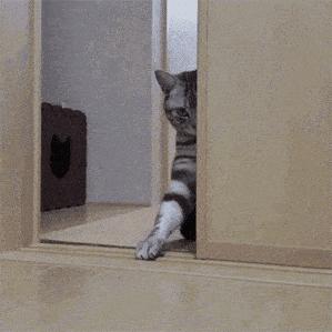 净网2019可以报警吗,公安部净网2018新闻发布会