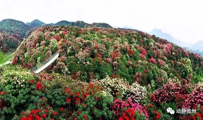 我县入选2020中国最美县域榜单,中国最美县域榜单出炉康县