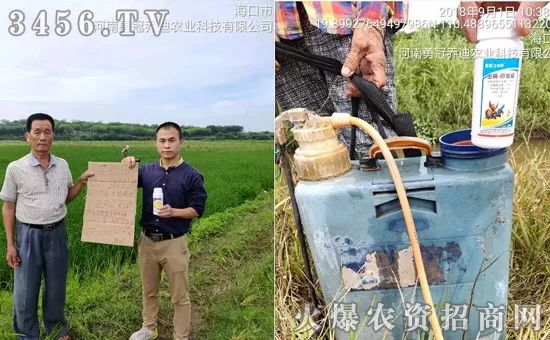 杀青虫什么药最好,杀青虫最有效的方法