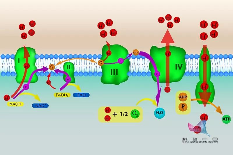 蚕豆病吃了蚕豆会有什么后果,吃蚕豆患病