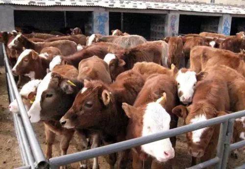 肉牛食盐中毒怎么解救,牛食盐中毒原因及防治措施