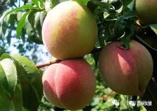 在青州买的特产,青州一日游必买景点