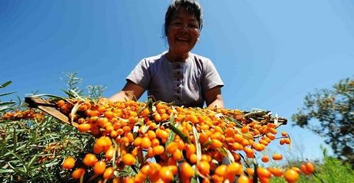 串串“酸溜溜”化作颗颗“金豆豆”——左云县沙棘产业映红农民“致富路”