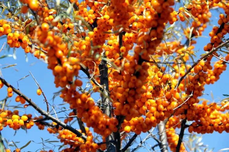 串串“酸溜溜”化作颗颗“金豆豆”——左云县沙棘产业映红农民“致富路”