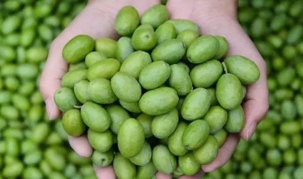 【每日一品】武都橄榄油，液体黄金的秘密都在这里了