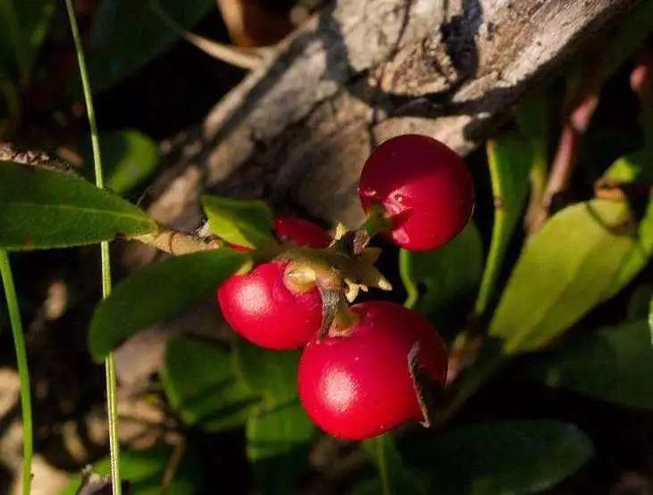 黄圣依同款防晒,防晒p50气垫bb霜