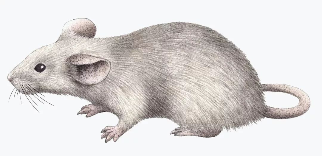 癌症免疫疗法为何对大多数人无效,深度好文癌症