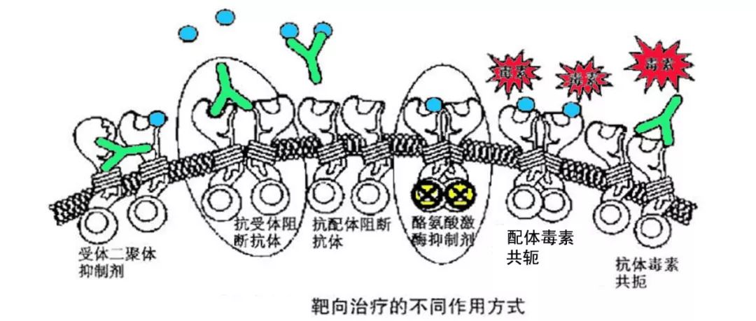 癌症免疫疗法为何对大多数人无效,深度好文癌症