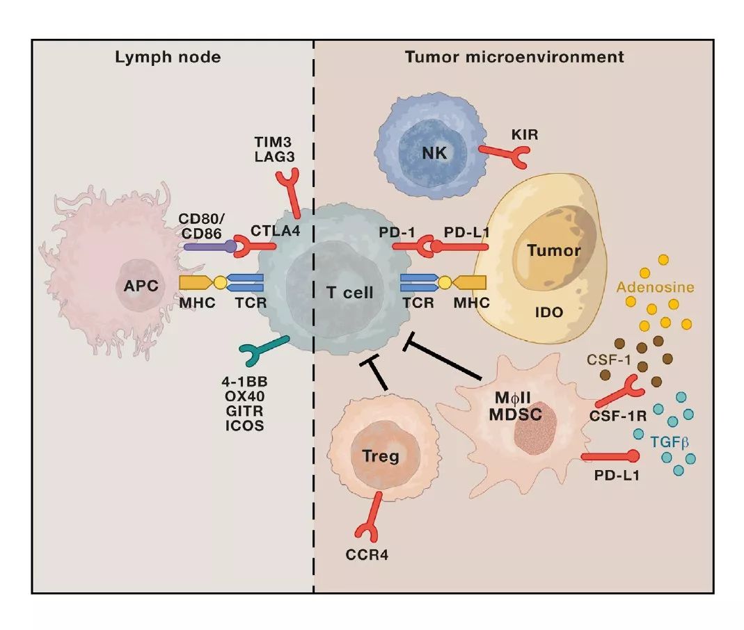癌症免疫疗法为何对大多数人无效,深度好文癌症
