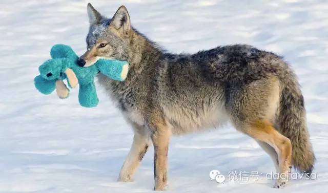 抢先解读canadagoose加拿大鹅,canadagoose加拿大鹅优惠