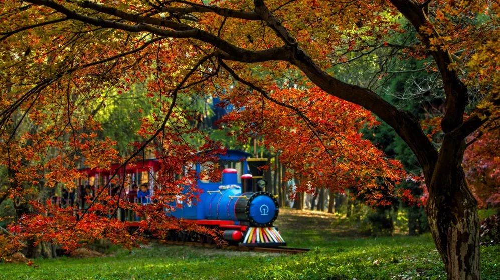 公园观光小火车推荐,探索魔都