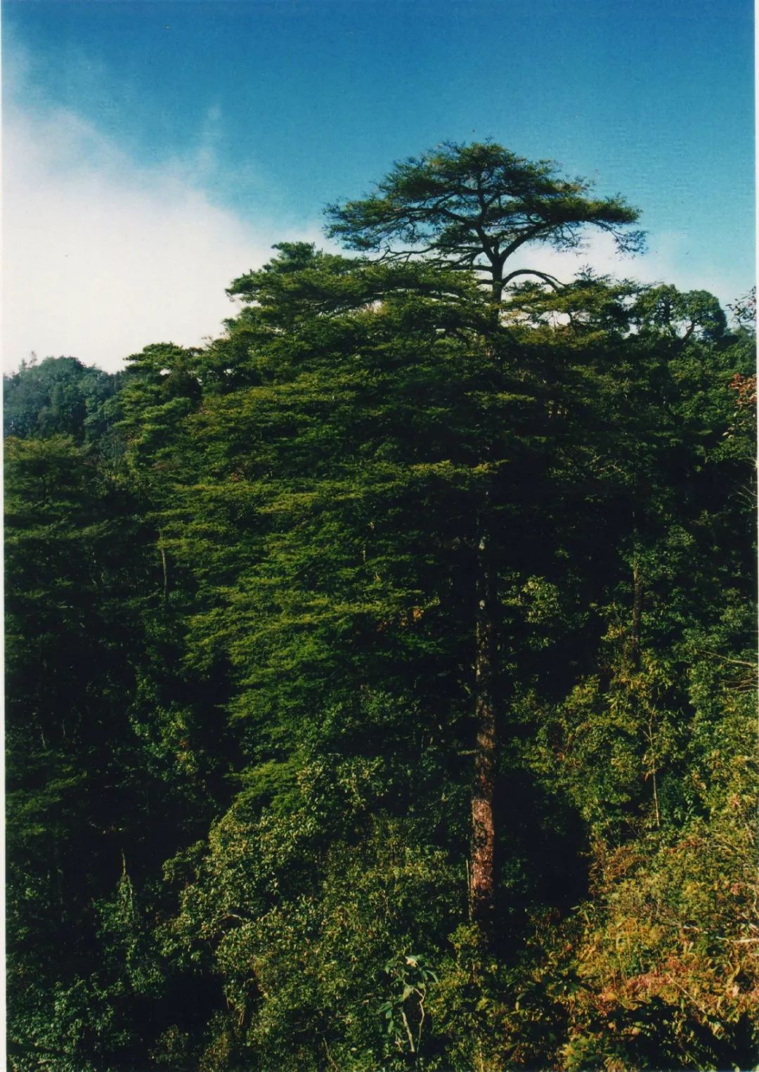 大明山儿童节攻略,大明山六一儿童节