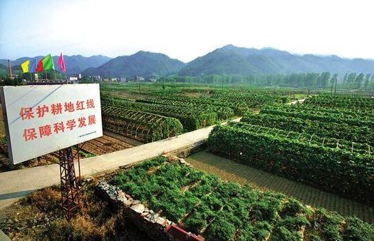 耕地不让种树是什么时候的政策,耕地种桉树新政策