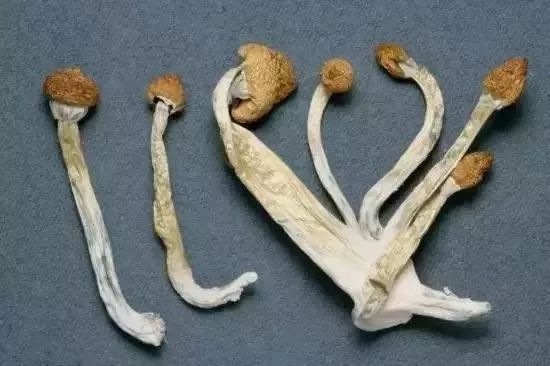 这款“饼干”居然有毒？！网上有人售卖，请谨慎！