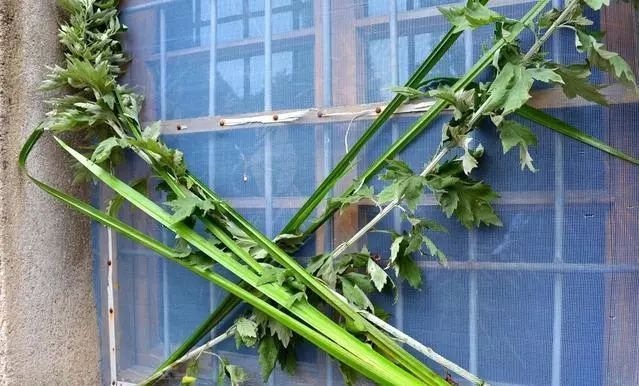 端午节门上插艾的寓意是什么,端午节为什么要插艾草