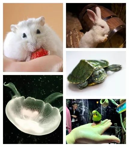 6月1号儿童可以免费玩的地方,六月一号孩子去哪里玩