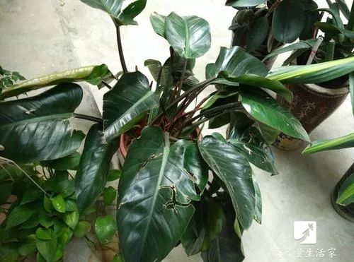 装修房子吸甲醛最好的是什么植物,吸甲醛最好的植物排行榜