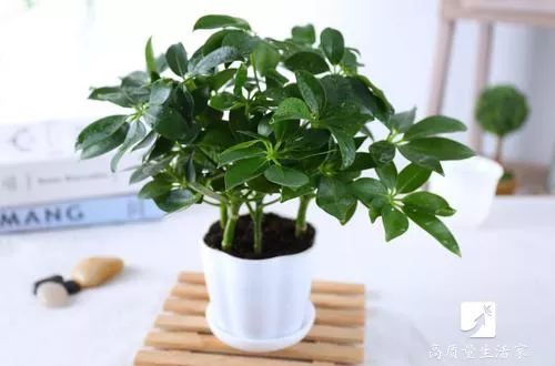 装修房子吸甲醛最好的是什么植物,吸甲醛最好的植物排行榜