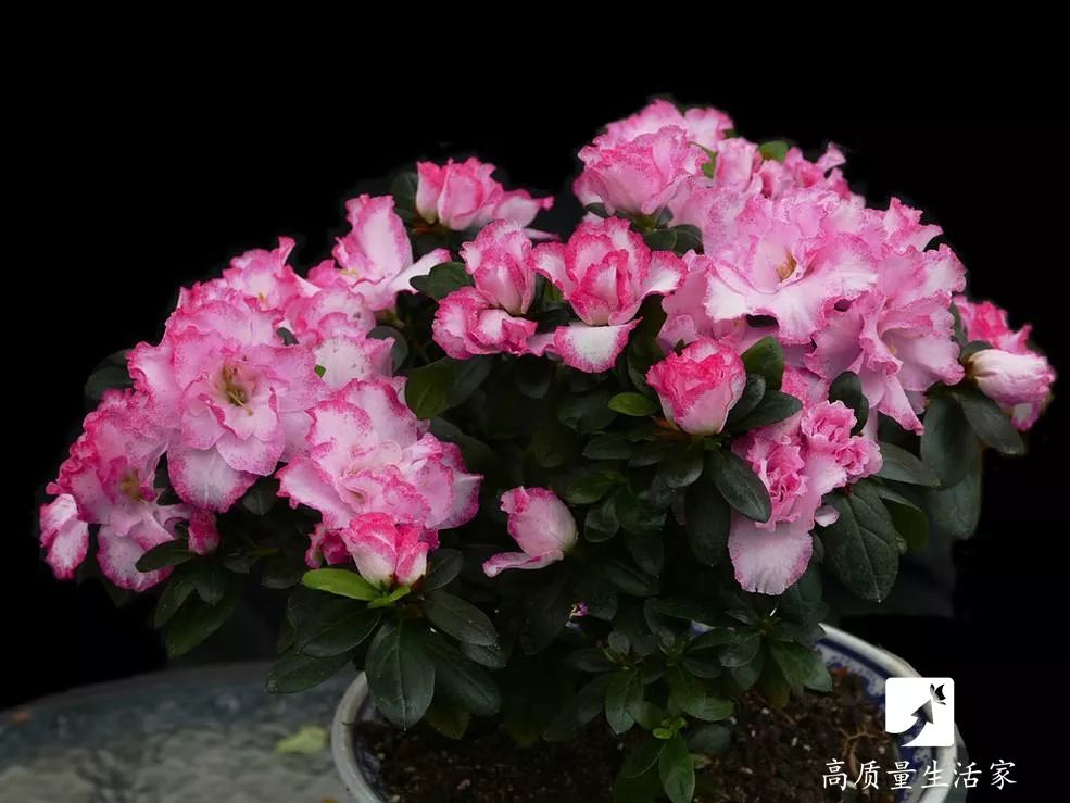 装修房子吸甲醛最好的是什么植物,吸甲醛最好的植物排行榜